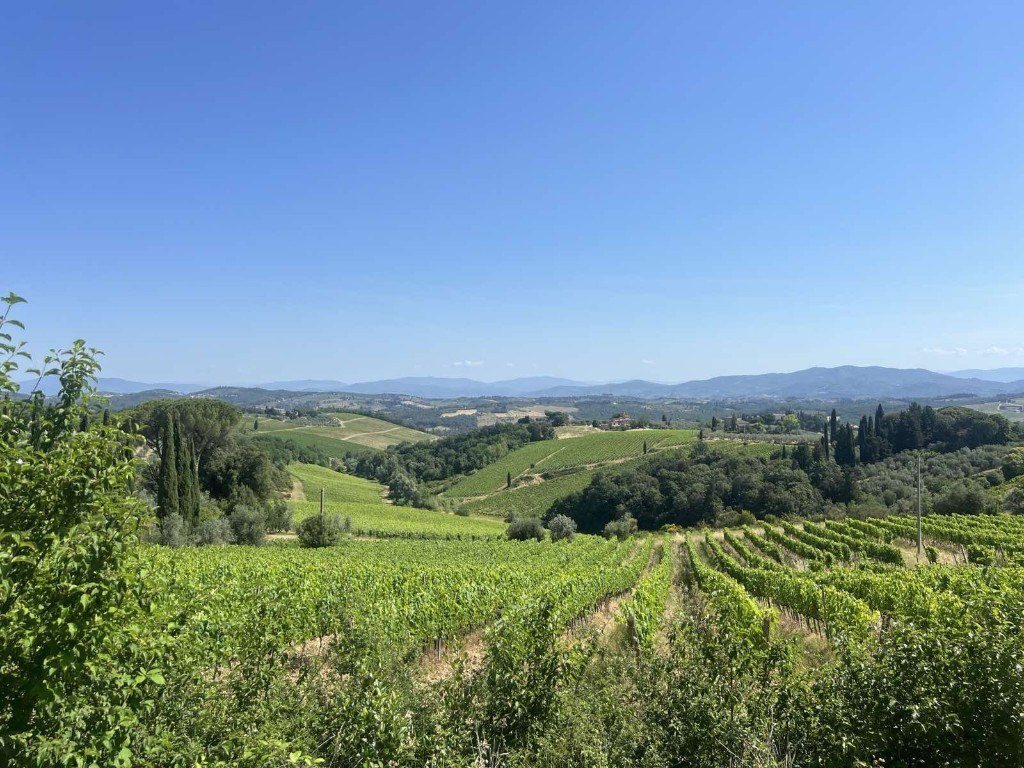 Panoramski pogled na vinograde na brdovitom terenu sa cipresima