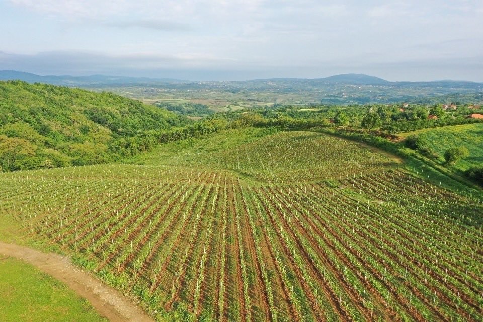 Redovi vinograda na padini sa šumom i kućama u pozadini